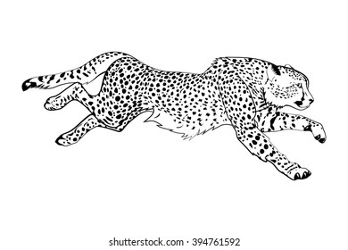 Detail Cheetah Clipart Black And White Nomer 3