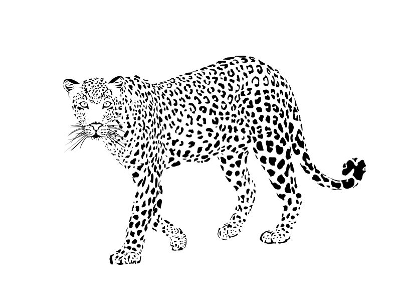 Detail Cheetah Clipart Black And White Nomer 34