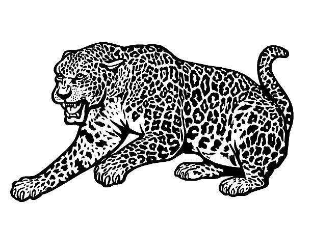 Detail Cheetah Clipart Black And White Nomer 7