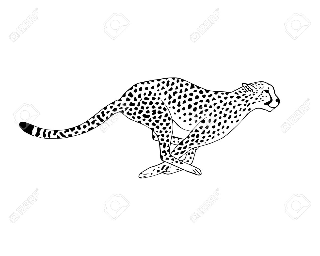 Detail Cheetah Clipart Black And White Nomer 8