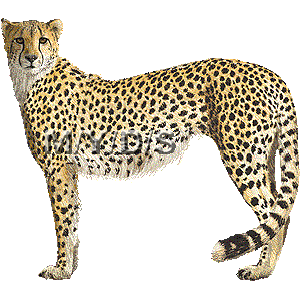 Detail Cheetah Clipart Free Nomer 17