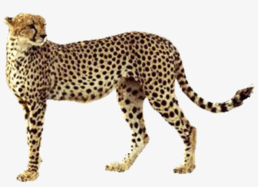 Detail Cheetah Clipart Free Nomer 41
