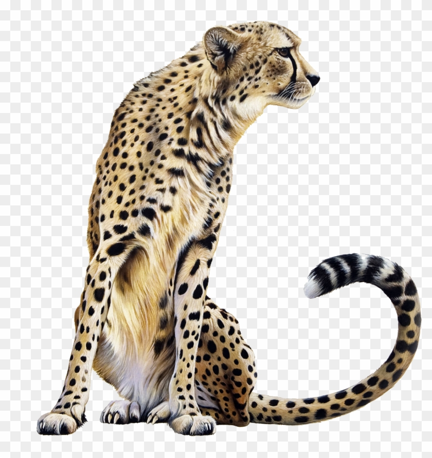 Detail Cheetah Clipart Free Nomer 46