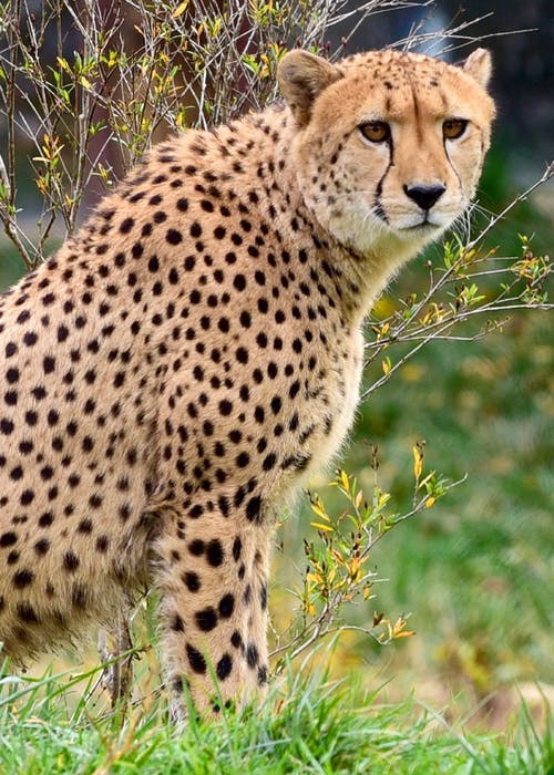 Detail Cheetah Hd Nomer 18