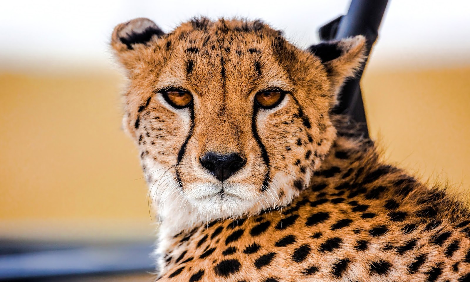 Detail Cheetah Hd Nomer 48
