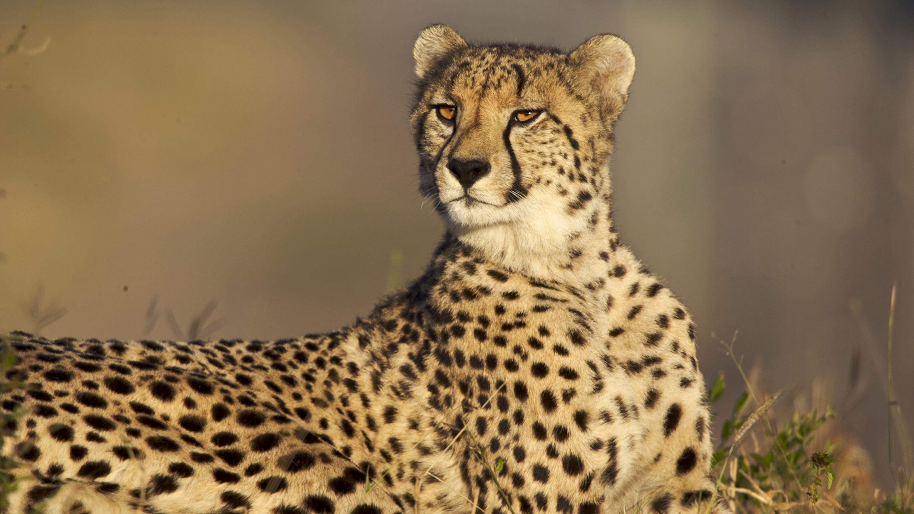 Detail Cheetah Images Animal Nomer 2