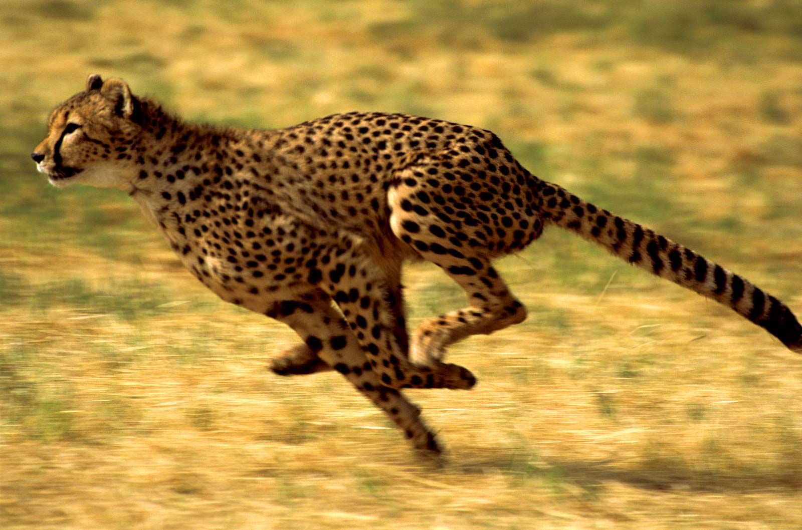 Detail Cheetah Images Animal Nomer 20