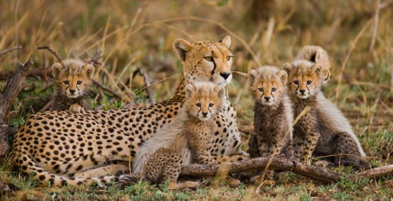 Detail Cheetah Images Animal Nomer 32