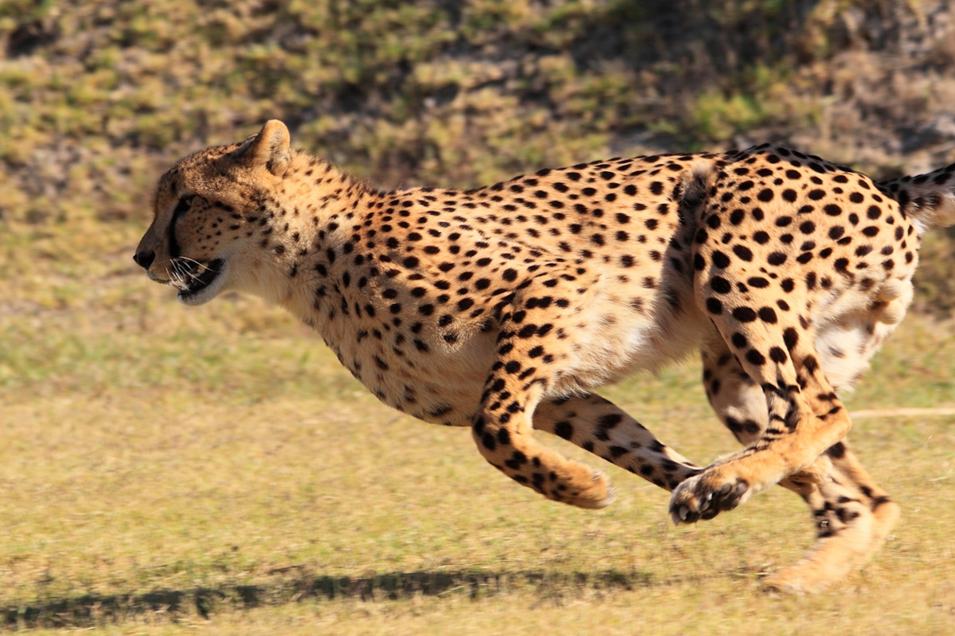 Detail Cheetah Images Animal Nomer 34