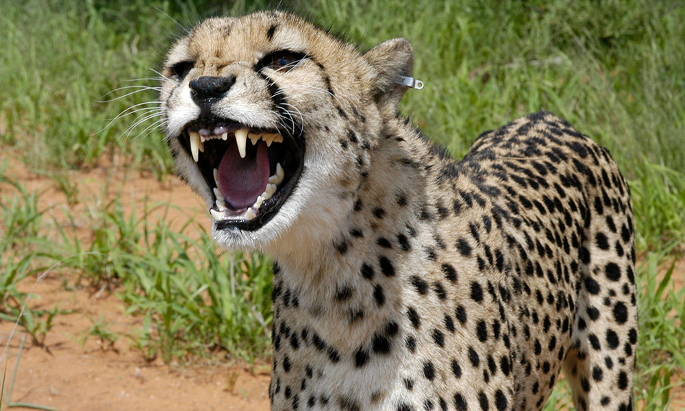 Detail Cheetah Images Animal Nomer 38