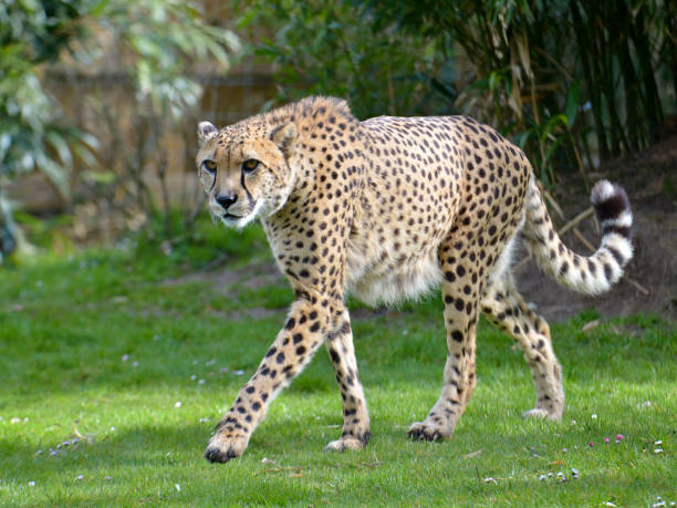 Detail Cheetah Images Animal Nomer 48
