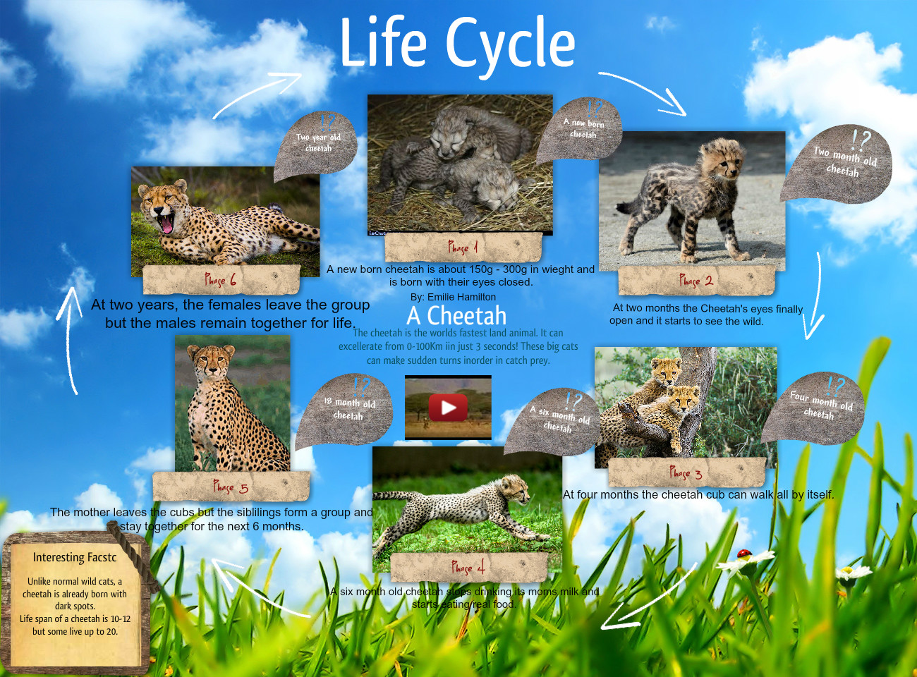 Detail Cheetah Life Cycle Pictures Nomer 2