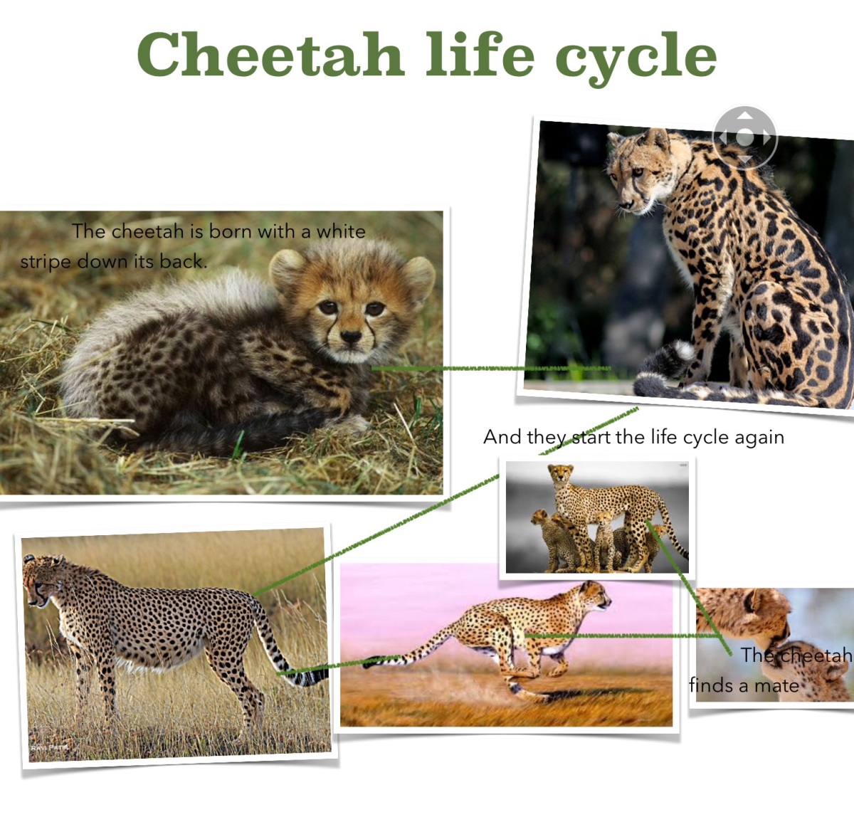 Detail Cheetah Life Cycle Pictures Nomer 12