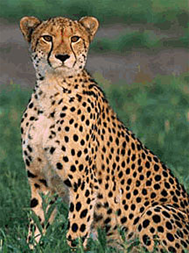 Detail Cheetah Life Cycle Pictures Nomer 13