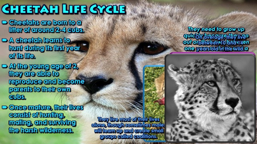 Detail Cheetah Life Cycle Pictures Nomer 18
