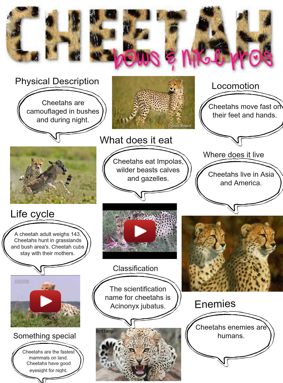 Detail Cheetah Life Cycle Pictures Nomer 19