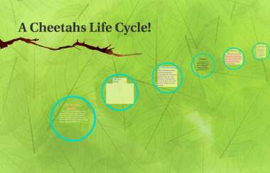 Detail Cheetah Life Cycle Pictures Nomer 20