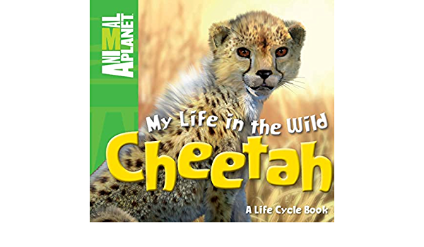 Detail Cheetah Life Cycle Pictures Nomer 24