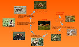 Detail Cheetah Life Cycle Pictures Nomer 4