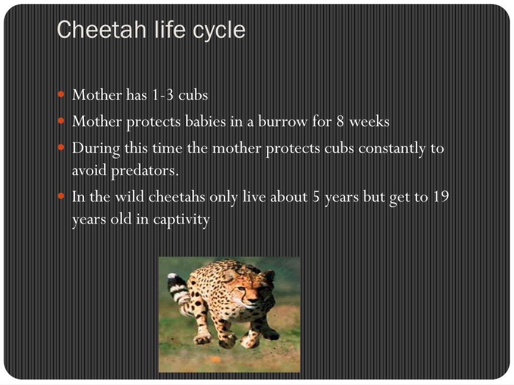 Detail Cheetah Life Cycle Pictures Nomer 30