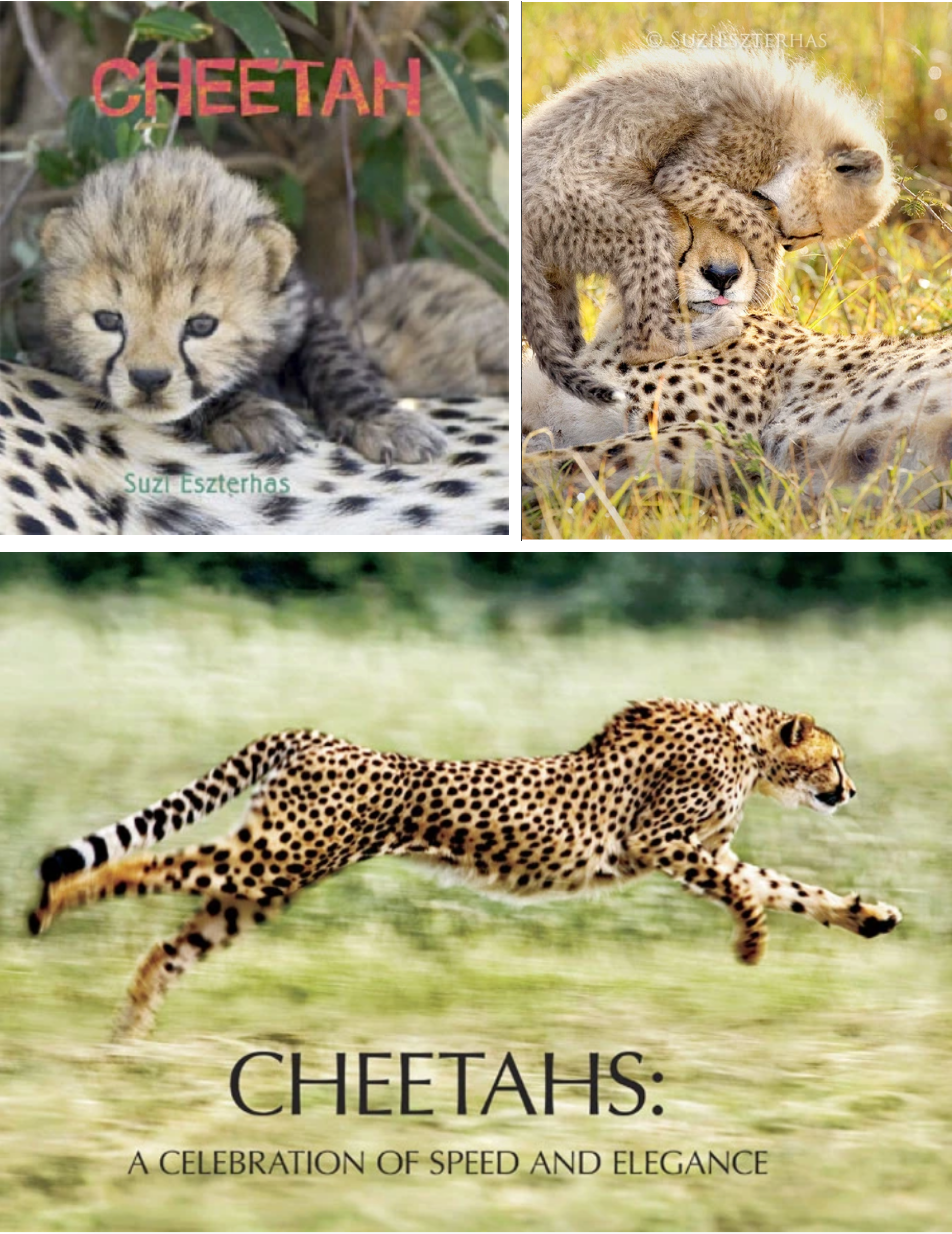 Detail Cheetah Life Cycle Pictures Nomer 36