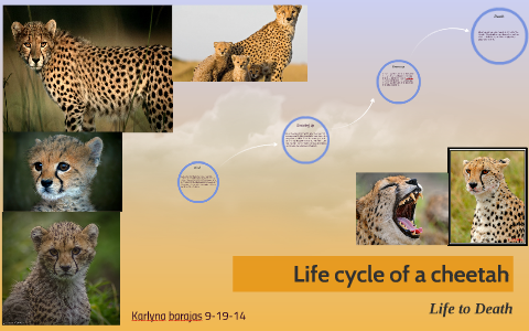 Detail Cheetah Life Cycle Pictures Nomer 5
