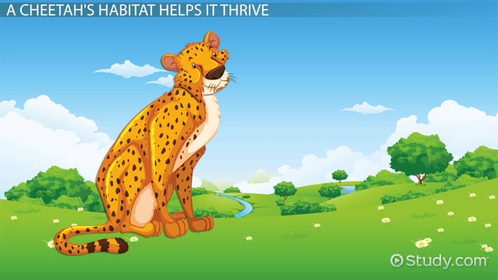 Download Cheetah Life Cycle Pictures Nomer 39