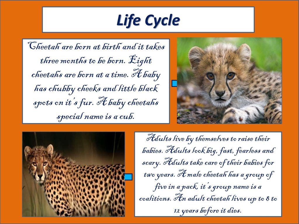 Detail Cheetah Life Cycle Pictures Nomer 40
