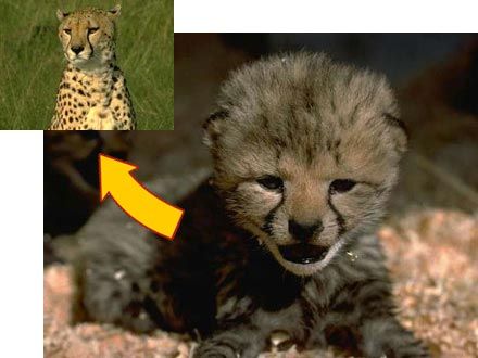Detail Cheetah Life Cycle Pictures Nomer 9