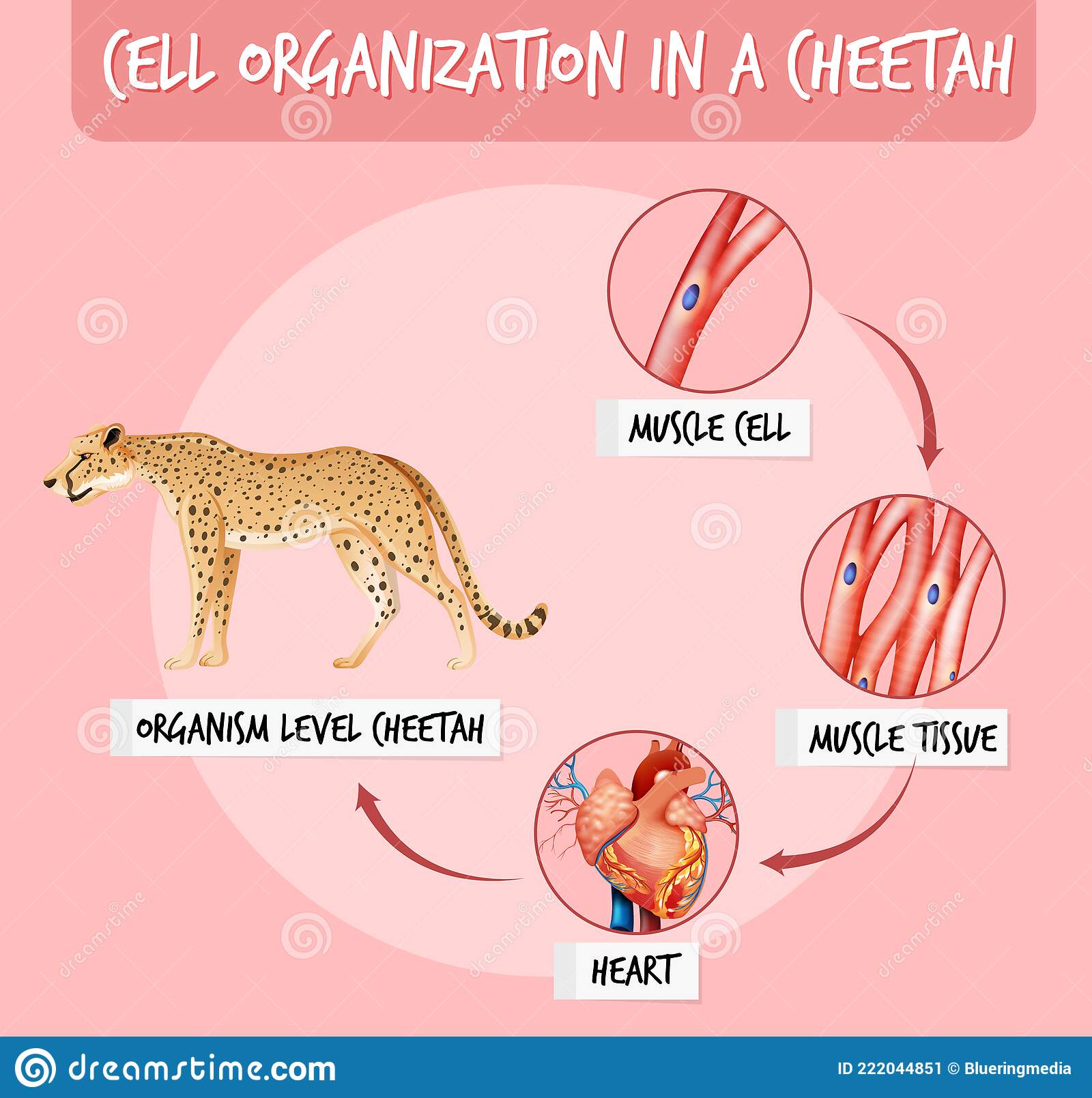 Detail Cheetah Life Cycle Pictures Nomer 10
