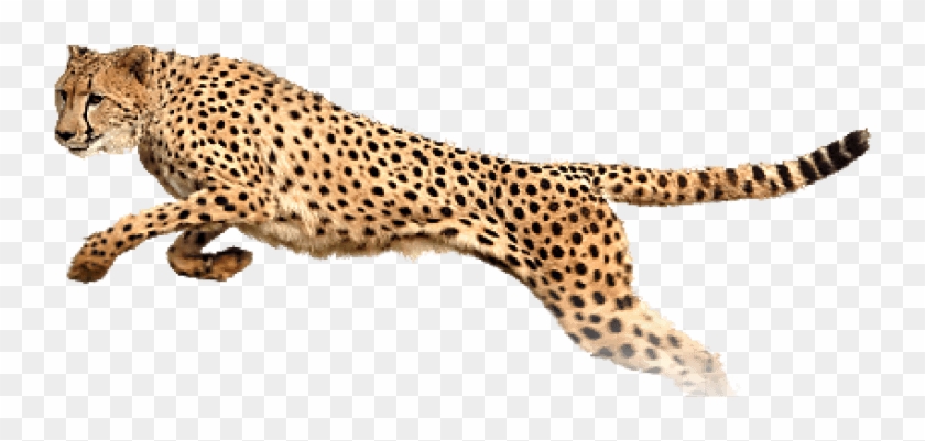 Detail Cheetah No Background Nomer 10