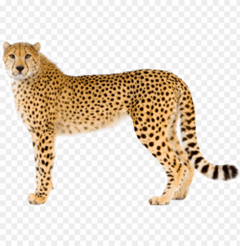 Detail Cheetah No Background Nomer 11