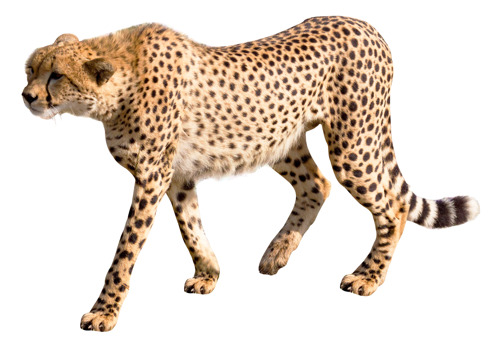 Detail Cheetah No Background Nomer 12