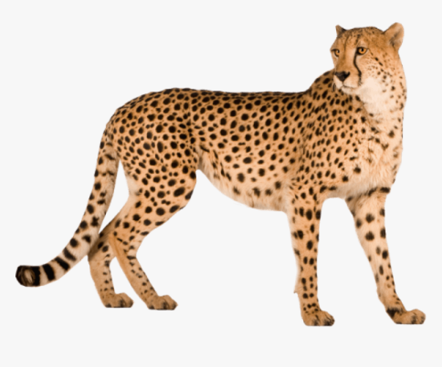 Detail Cheetah No Background Nomer 13