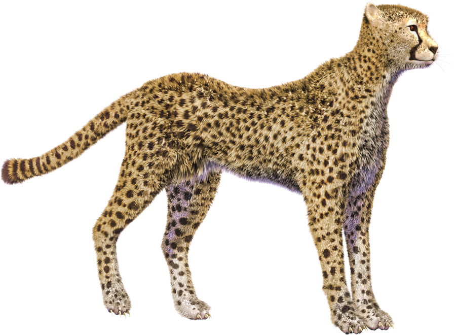 Detail Cheetah No Background Nomer 15