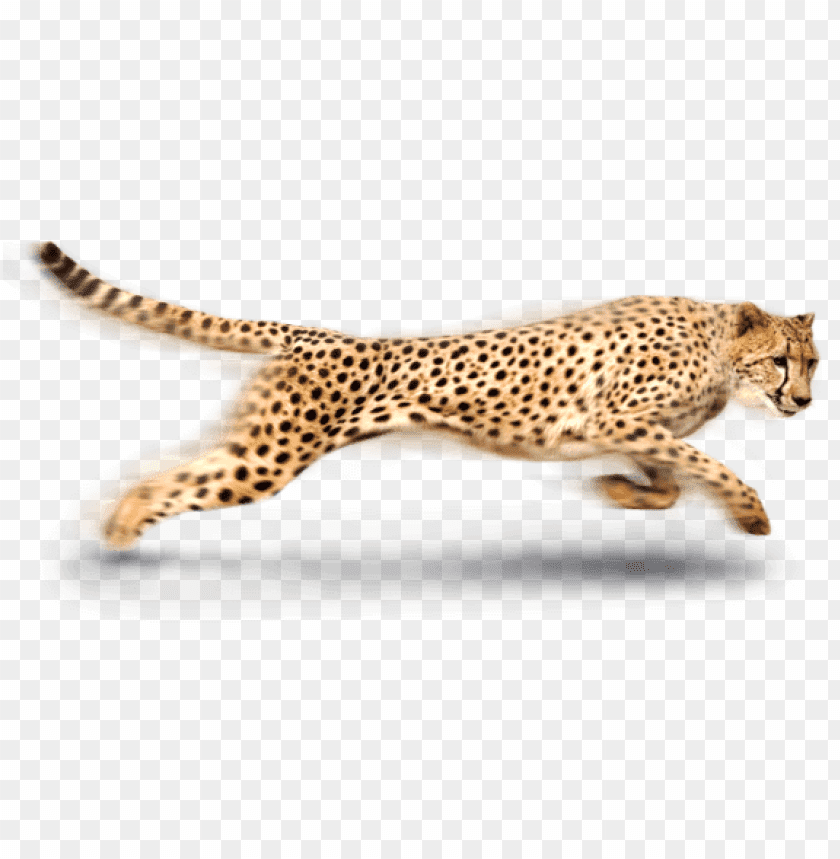 Detail Cheetah No Background Nomer 17