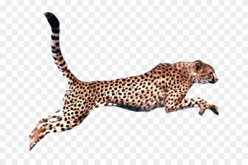 Detail Cheetah No Background Nomer 2