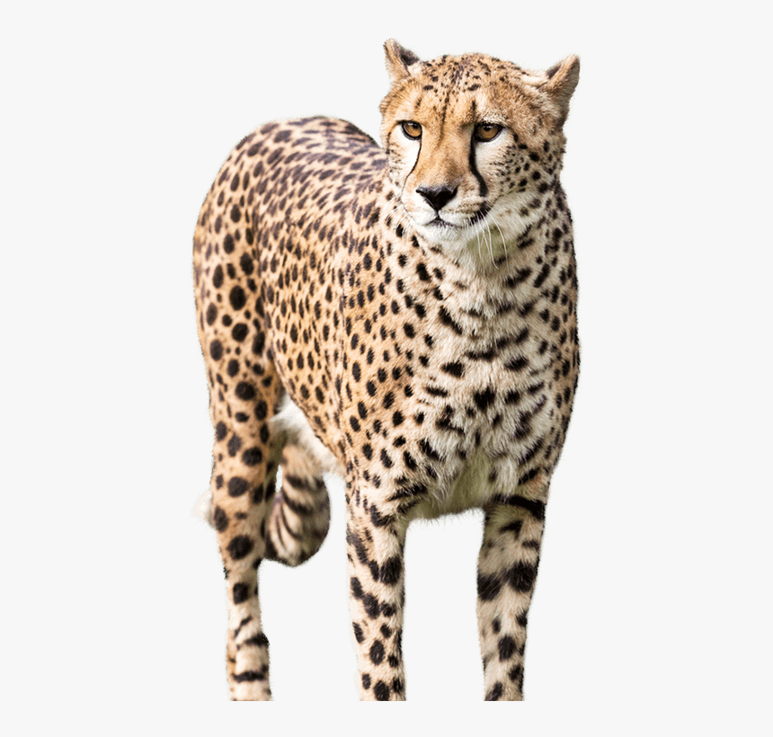 Detail Cheetah No Background Nomer 19
