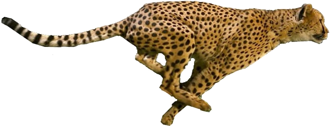 Detail Cheetah No Background Nomer 21