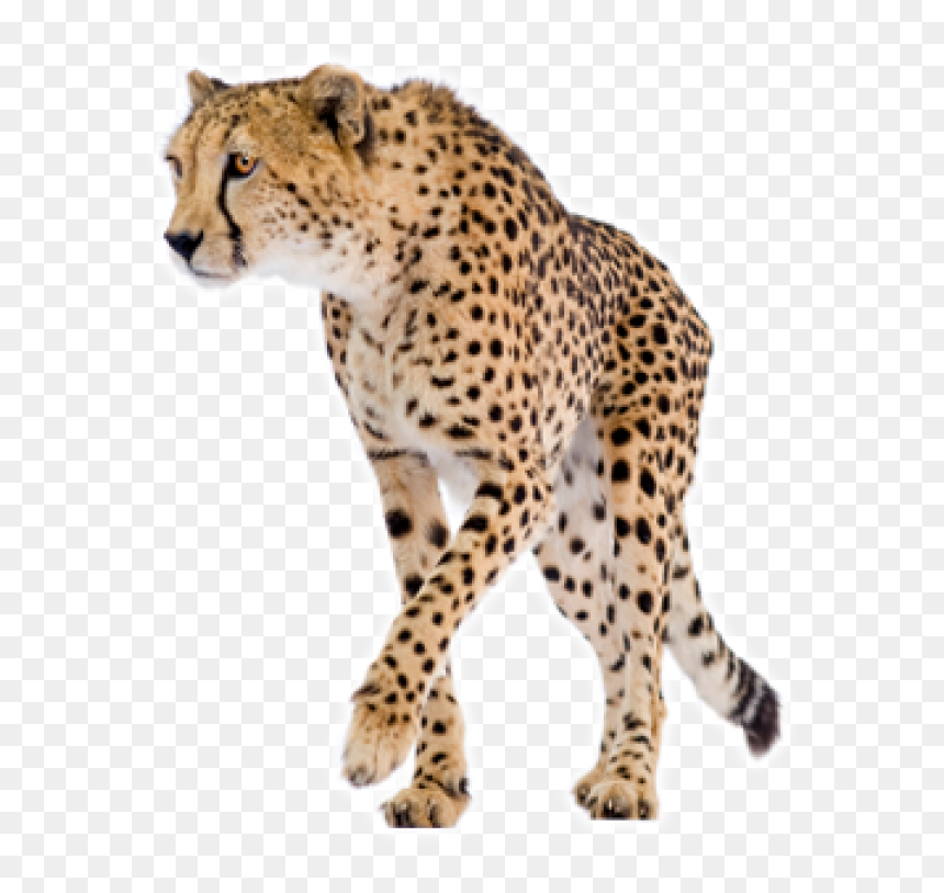 Detail Cheetah No Background Nomer 22