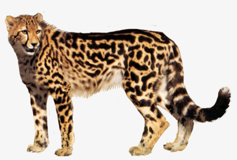 Detail Cheetah No Background Nomer 23