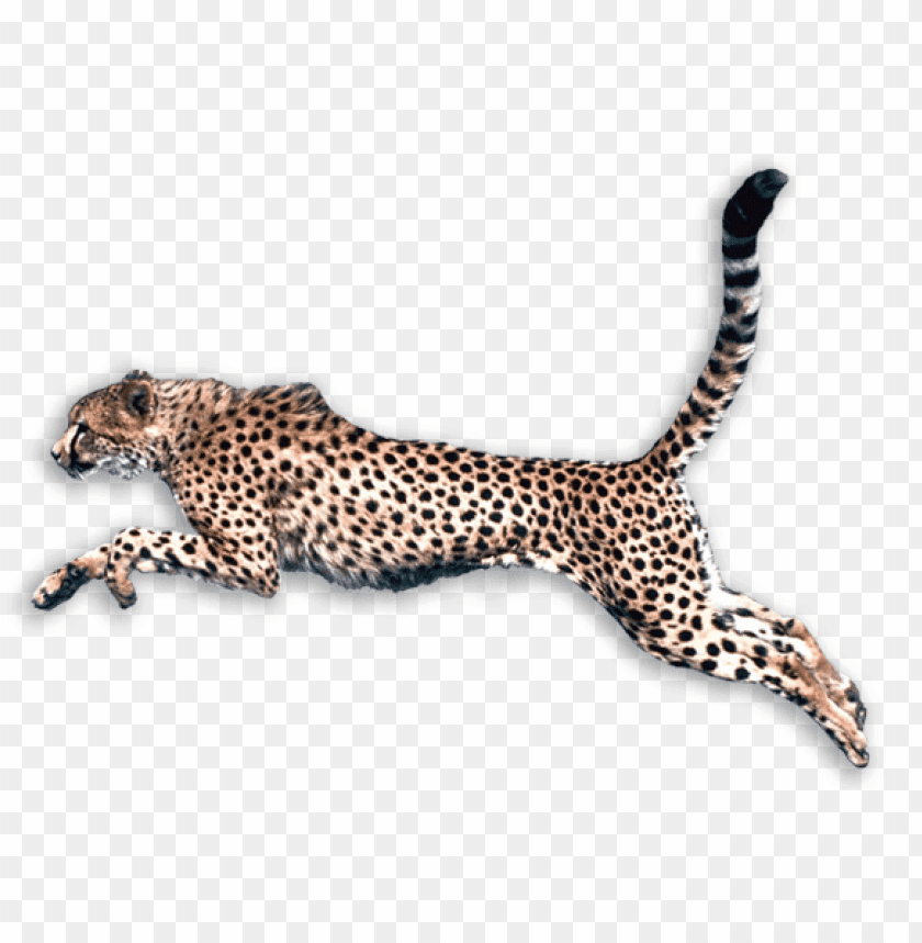 Detail Cheetah No Background Nomer 25