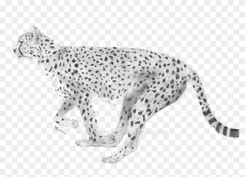 Detail Cheetah No Background Nomer 27