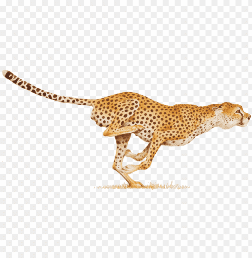 Detail Cheetah No Background Nomer 28