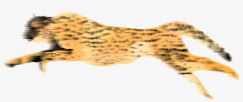Detail Cheetah No Background Nomer 29