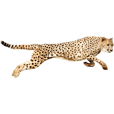 Detail Cheetah No Background Nomer 30