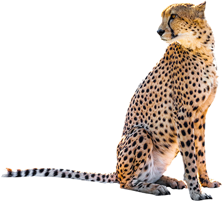 Detail Cheetah No Background Nomer 31