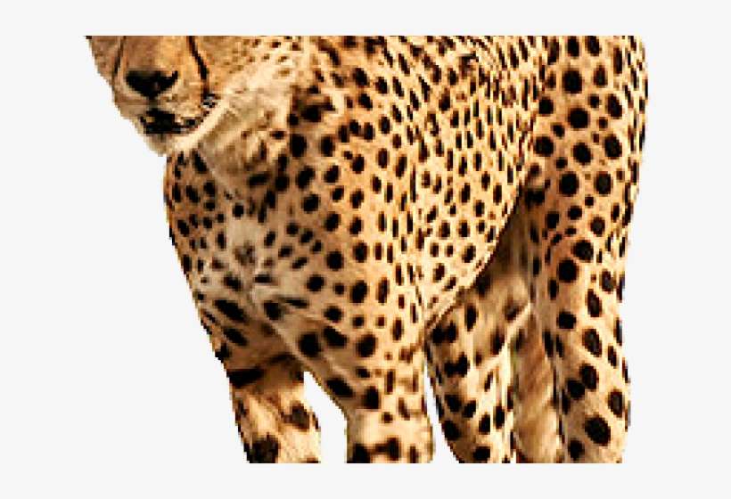 Detail Cheetah No Background Nomer 34
