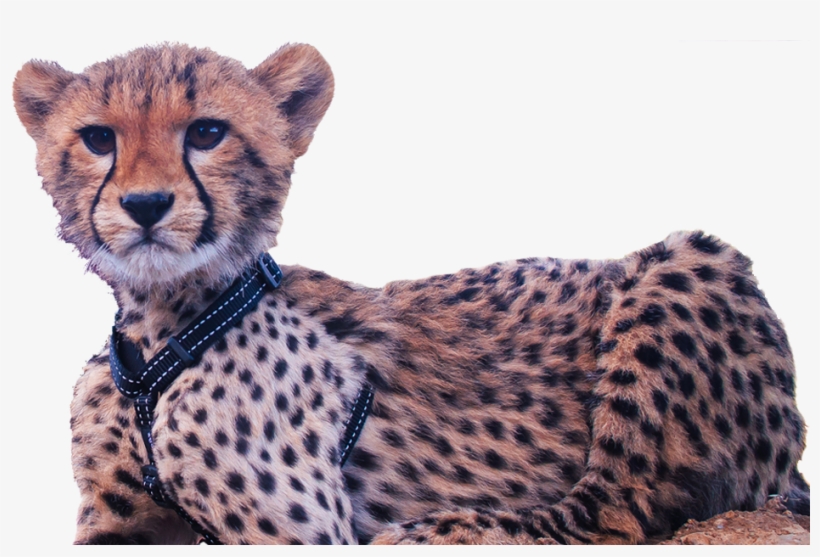 Detail Cheetah No Background Nomer 35