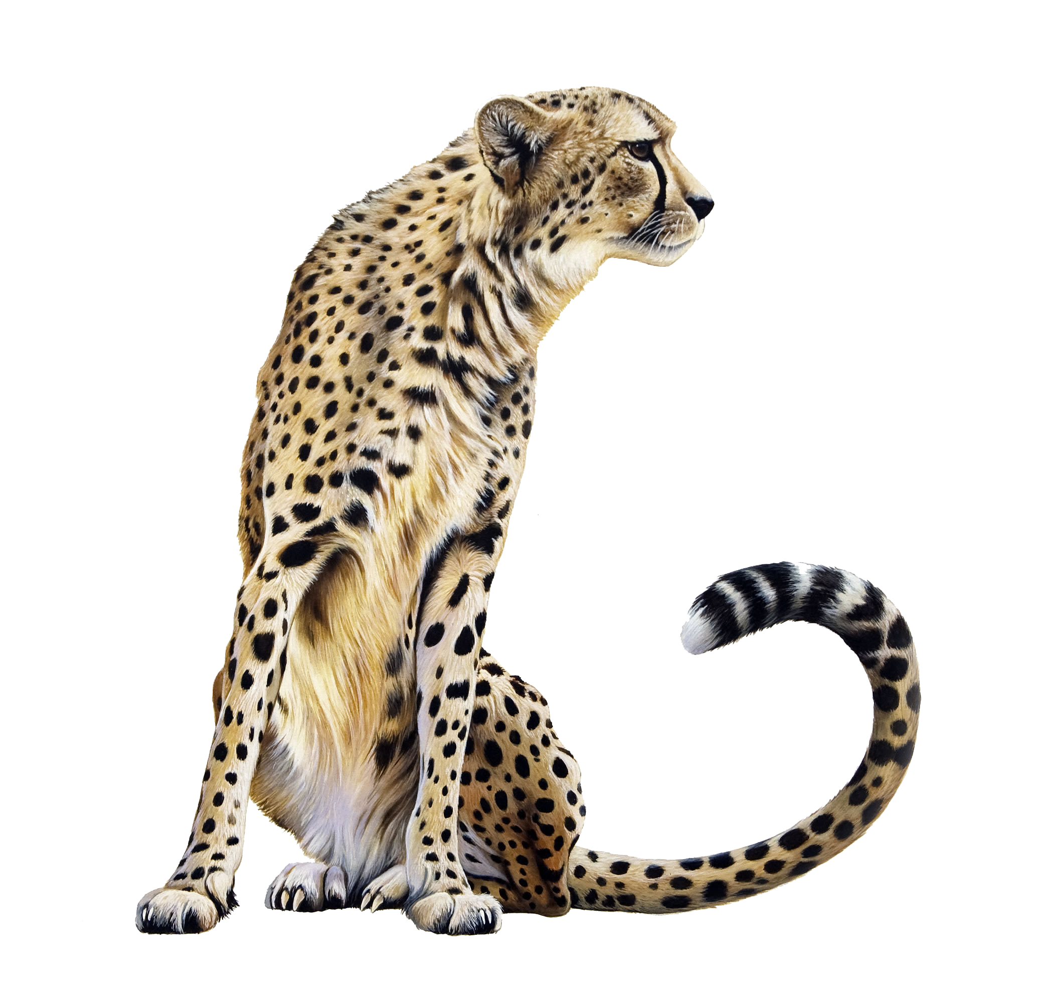Detail Cheetah No Background Nomer 36